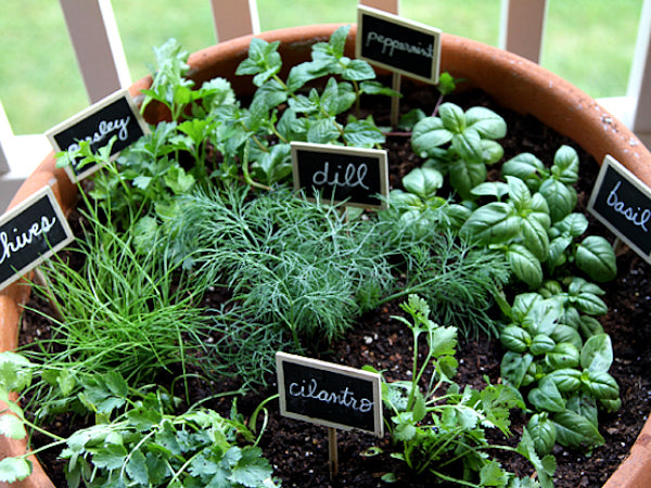 Marjoram, Sweet Marjoram Herb Seeds