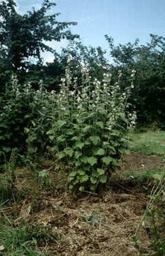 Marshmallow Herb Seeds