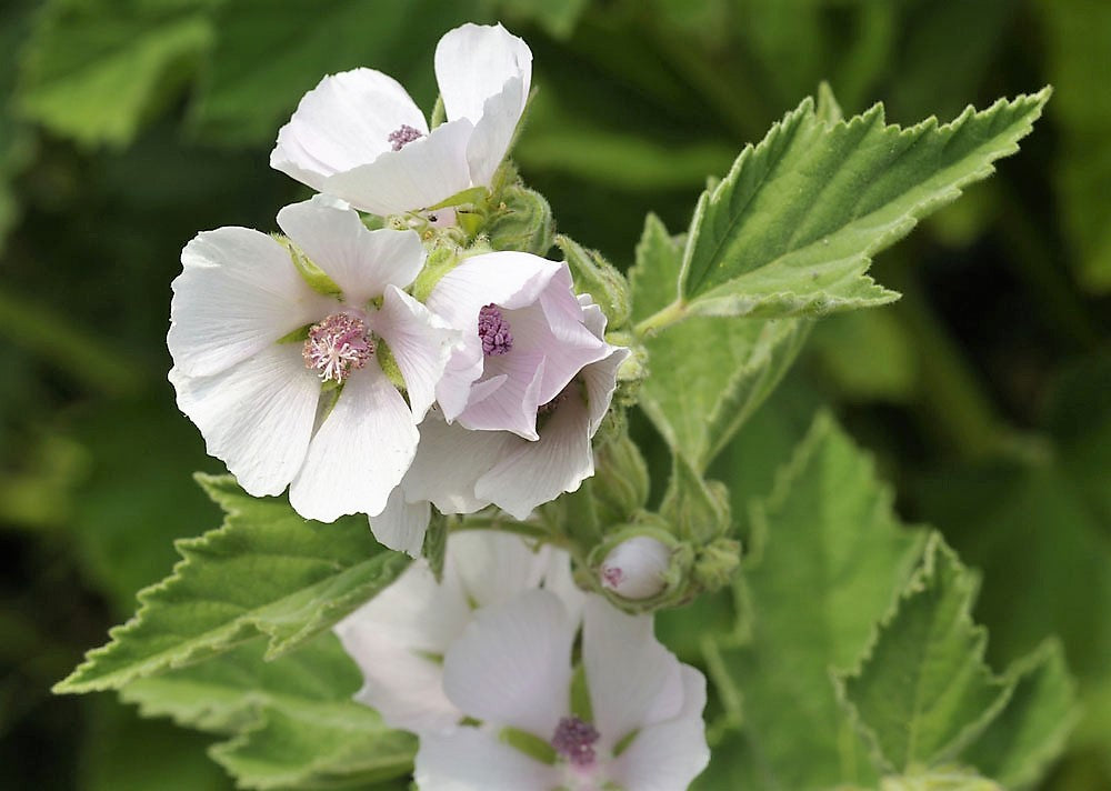 Marshmallow Herb Seeds