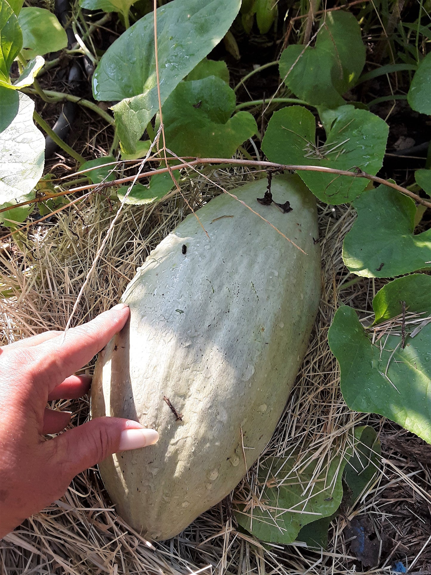 Melon, Banana Melon Seeds, Seriously Good Tasting Melon