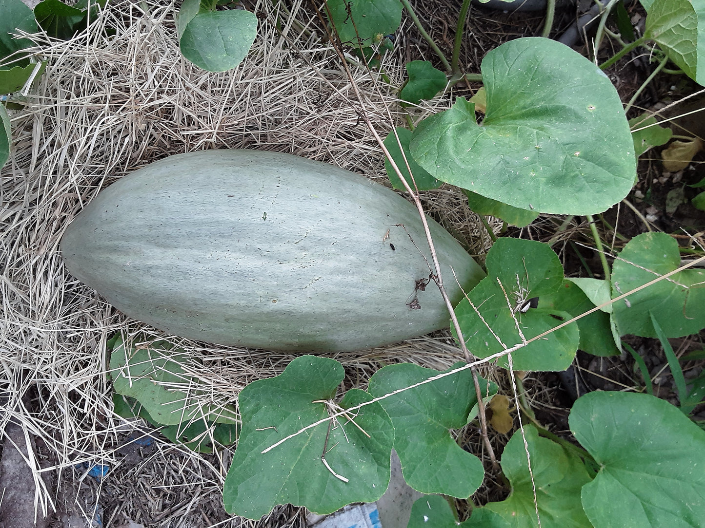 Melon, Banana Melon Seeds, Seriously Good Tasting Melon
