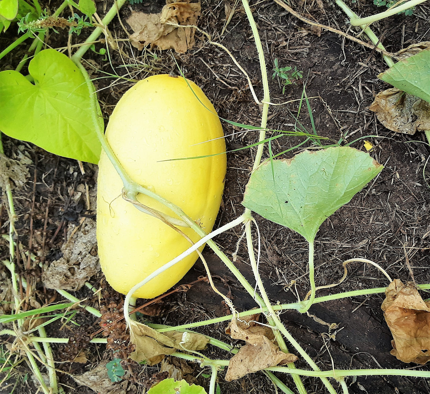 Melon, Canary Melon Seeds