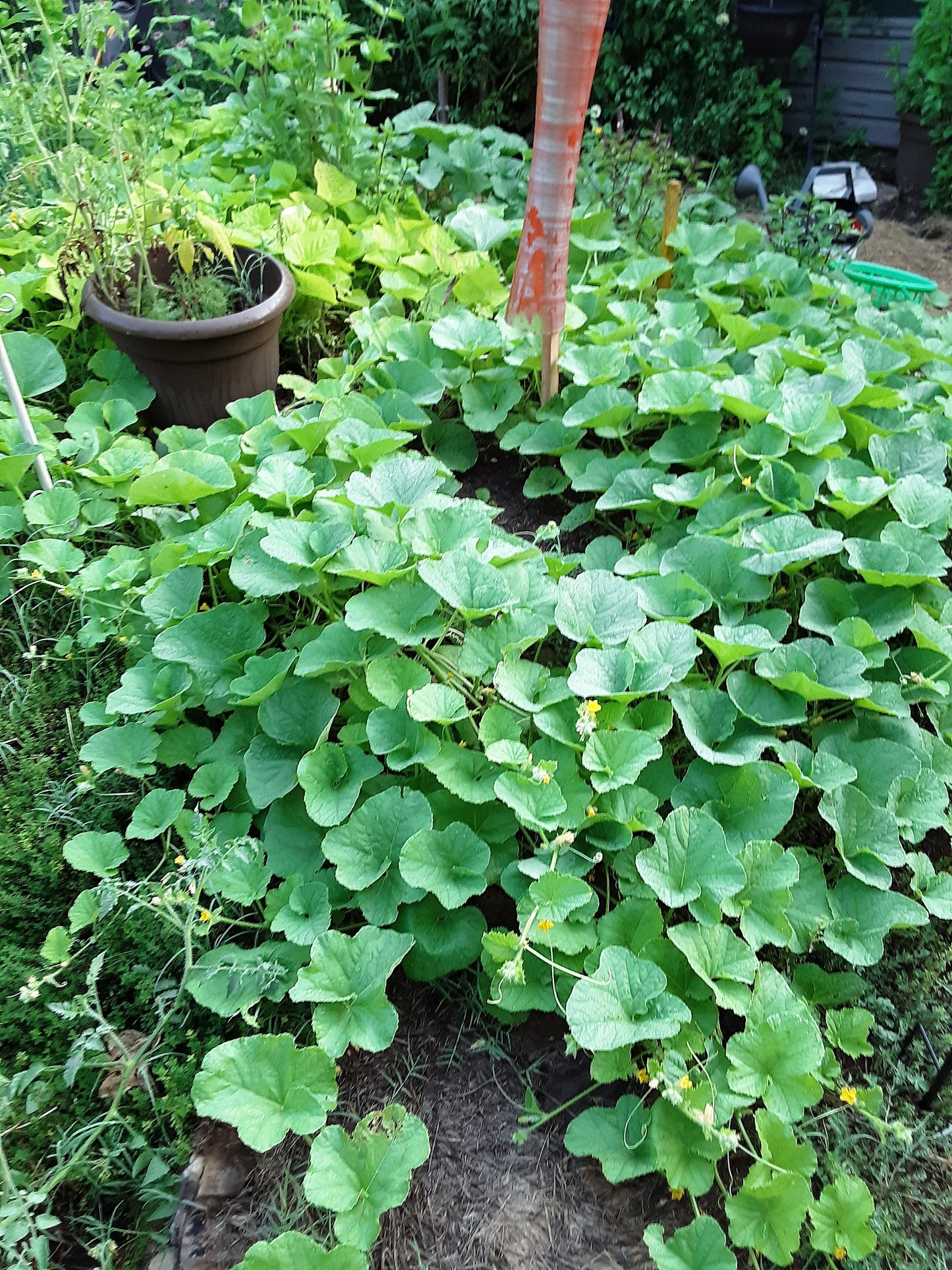 Melon, Canary Melon Seeds