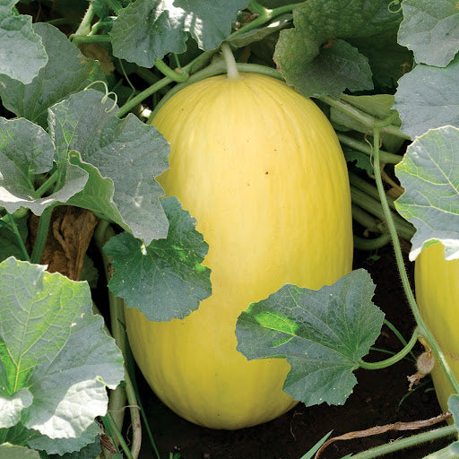 Melon, Canary Melon Seeds
