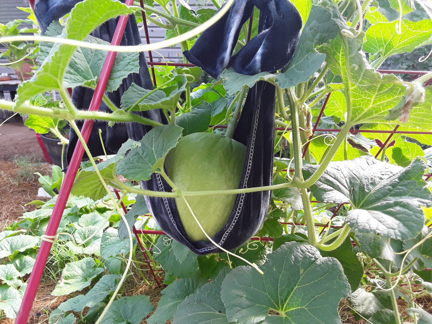 Melon, Golden Honeymoon Melon Seeds