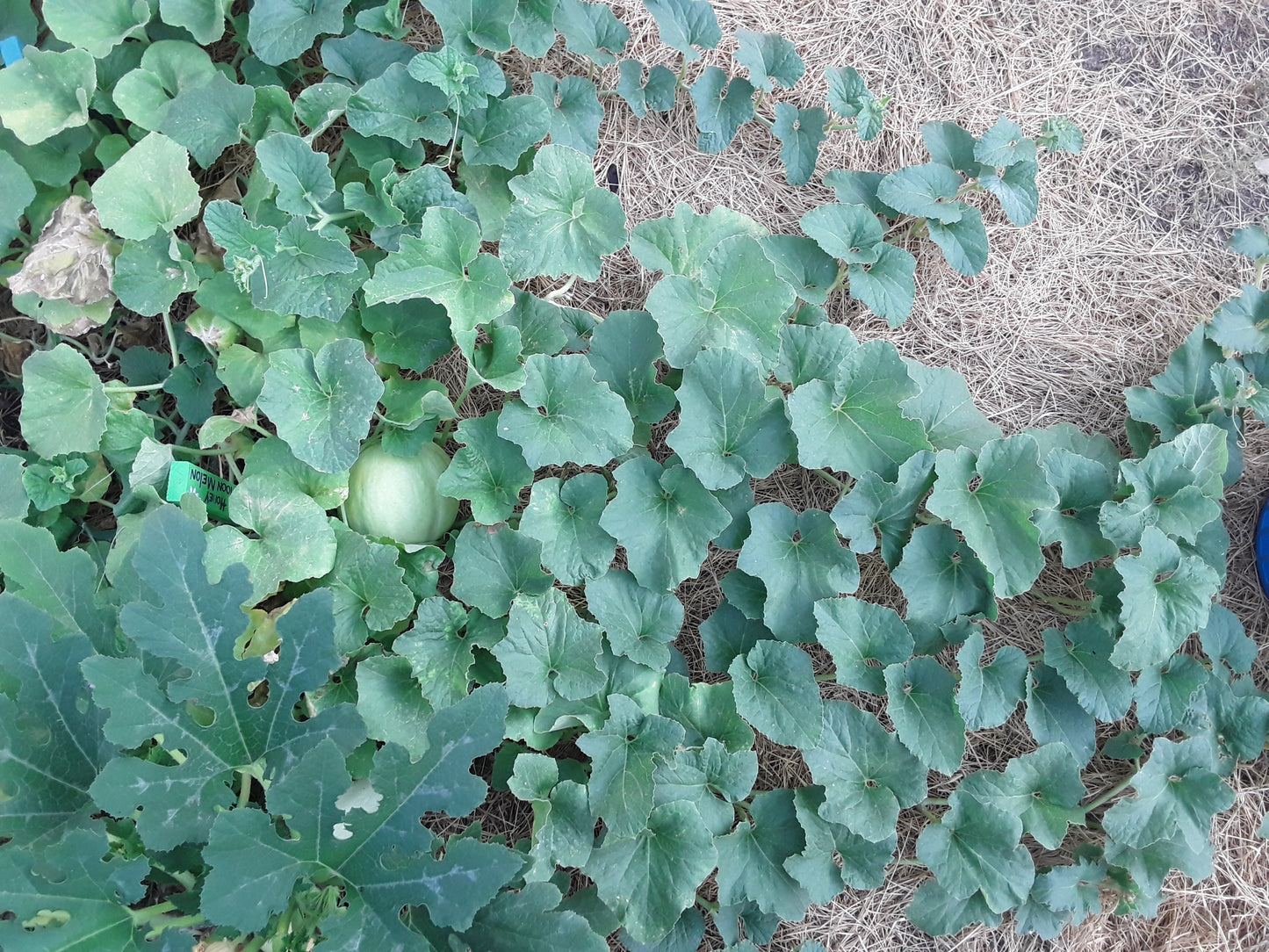 Melon, Golden Honeymoon Melon Seeds