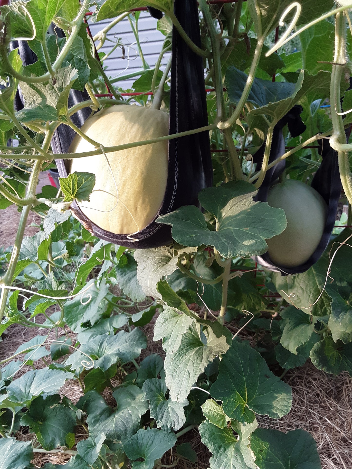 Melon, Golden Honeymoon Melon Seeds