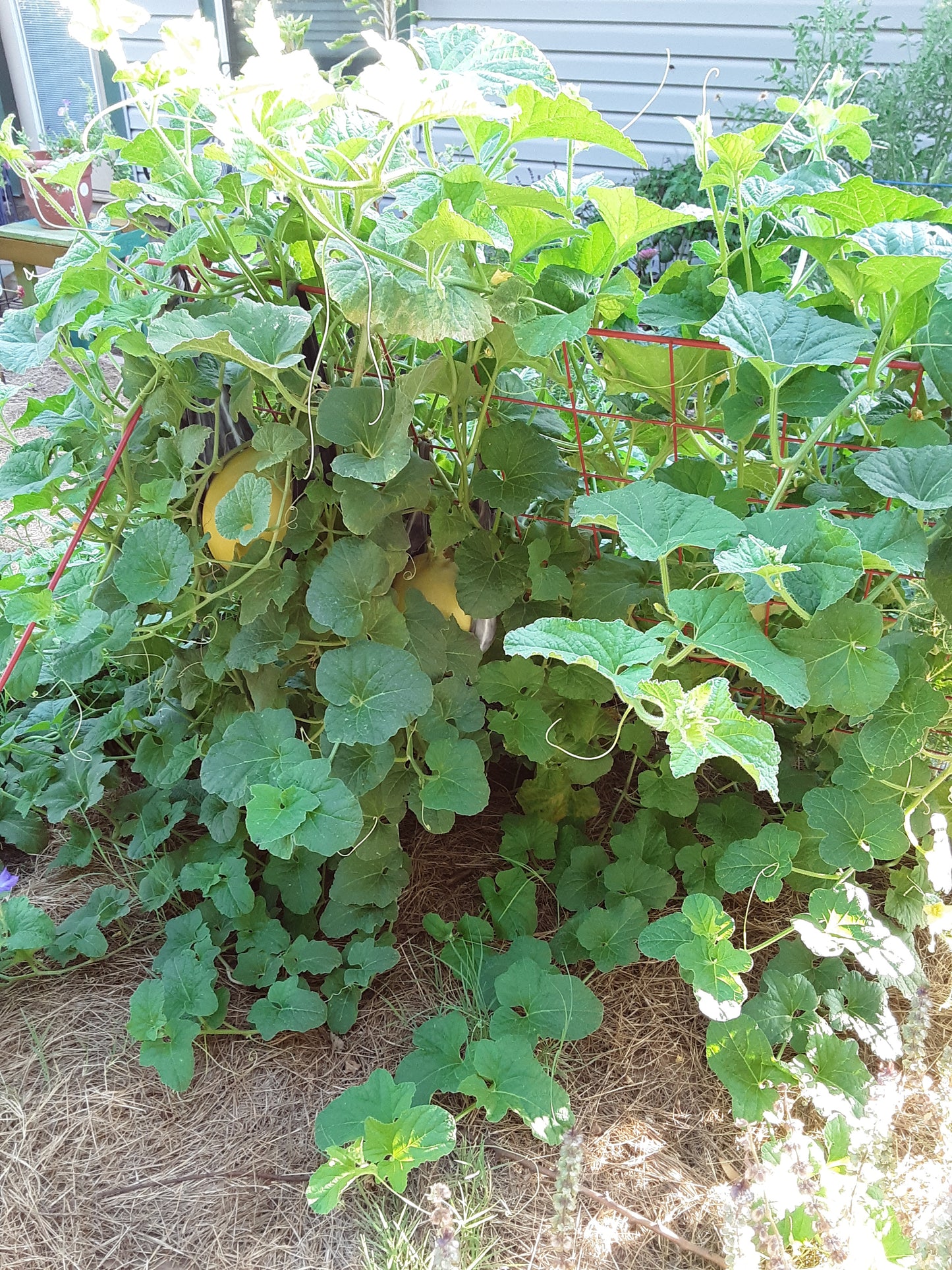 Melon, Golden Honeymoon Melon Seeds