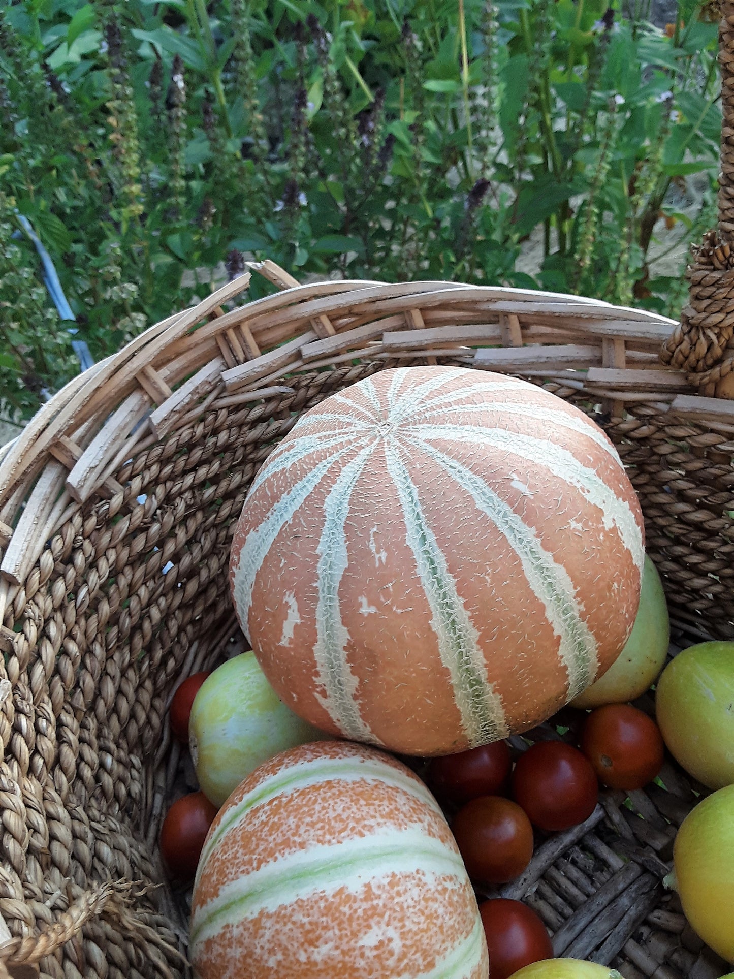 Melon, Kajari Melon Seeds