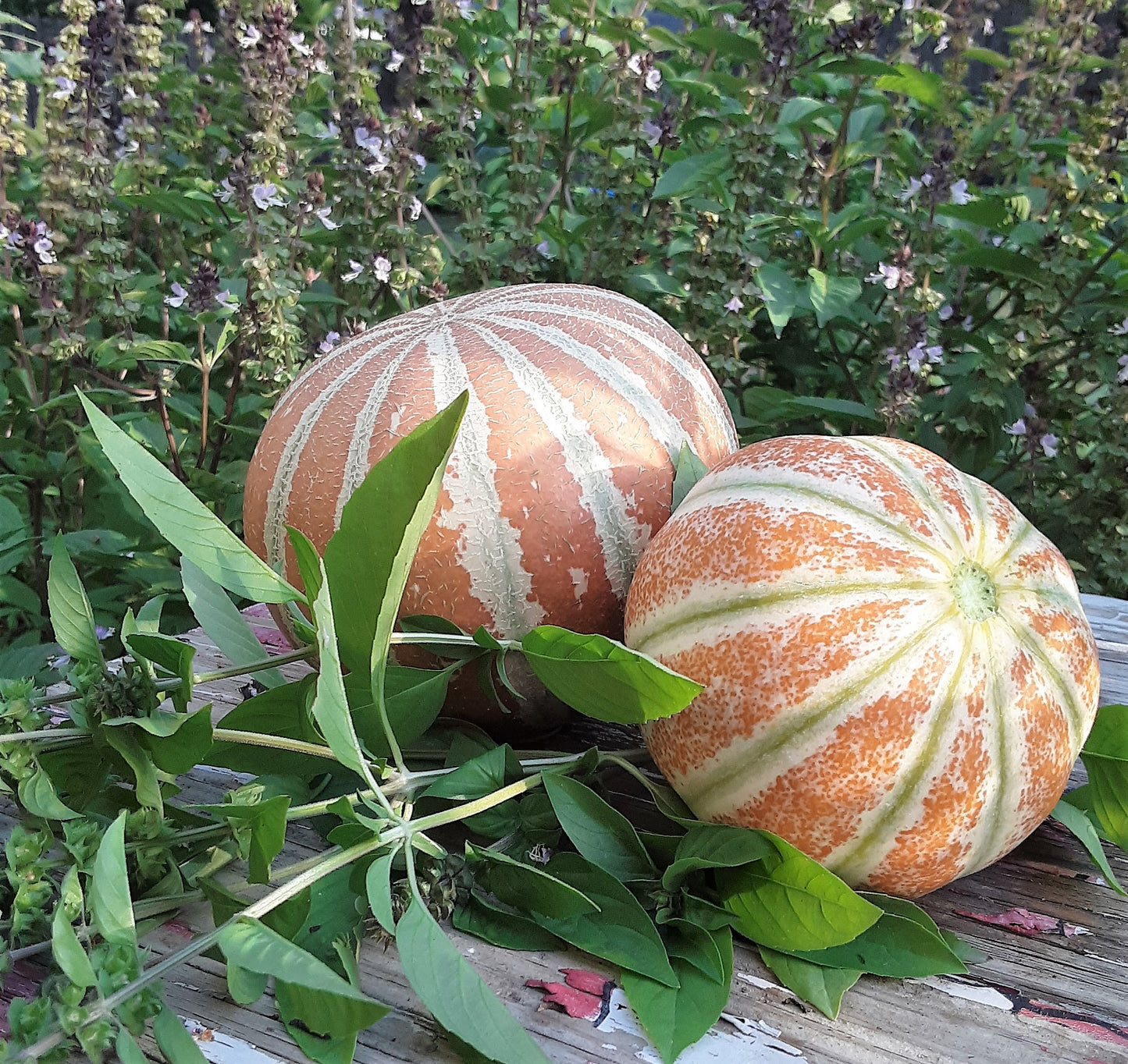 Melon, Kajari Melon Seeds