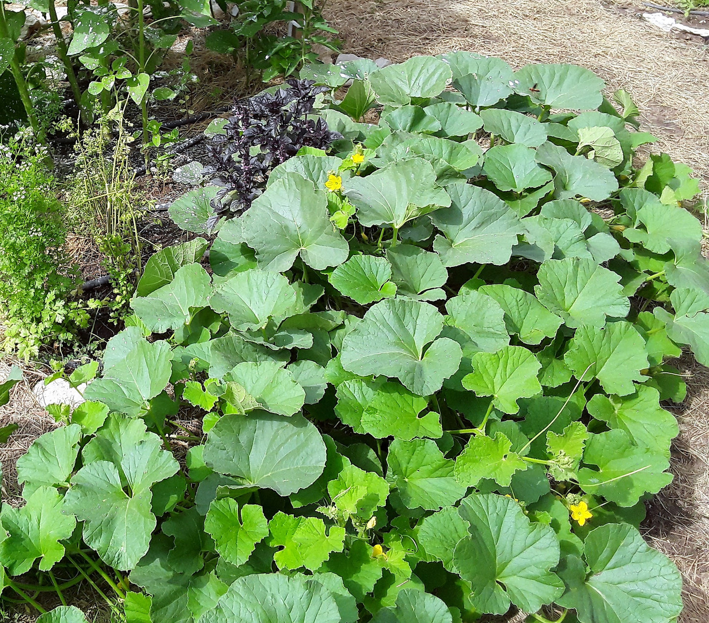 Melon, Kajari Melon Seeds