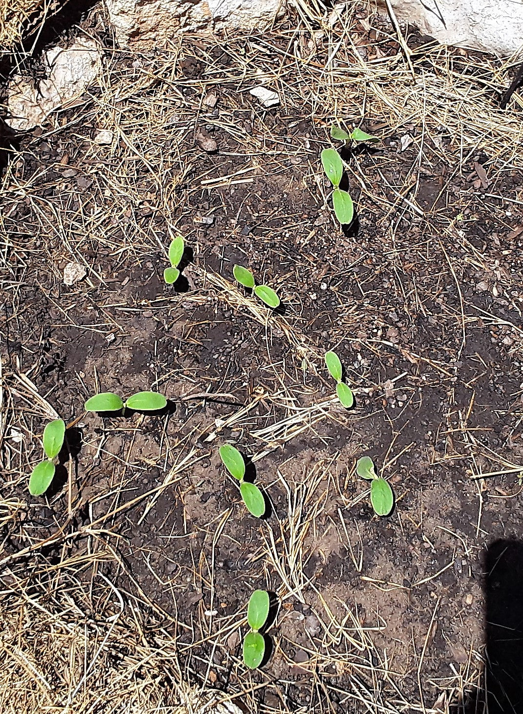 Melon, Kajari Melon Seeds