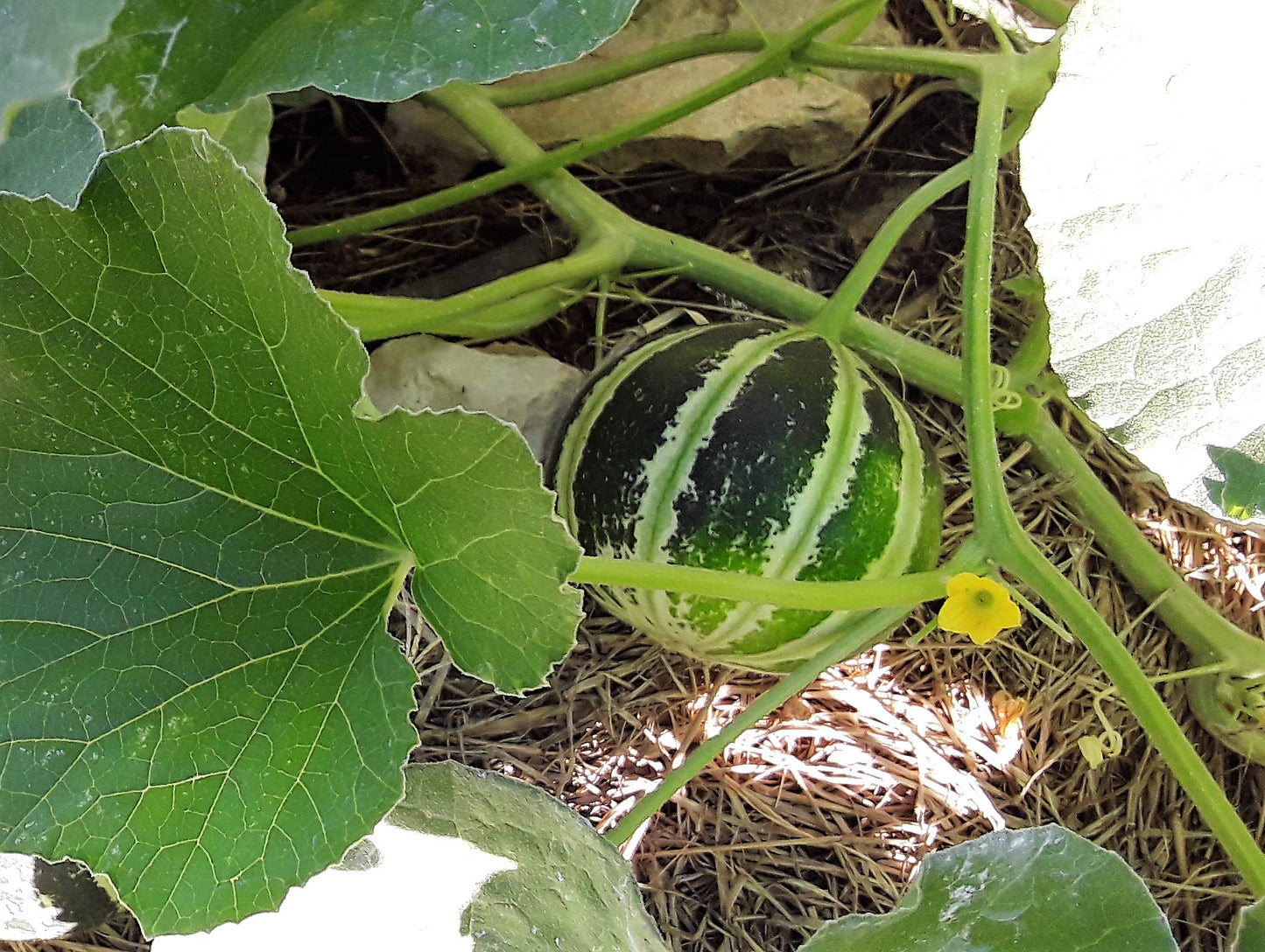 Melon, Kajari Melon Seeds
