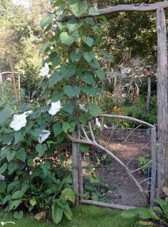 Moonflower Vine Seeds