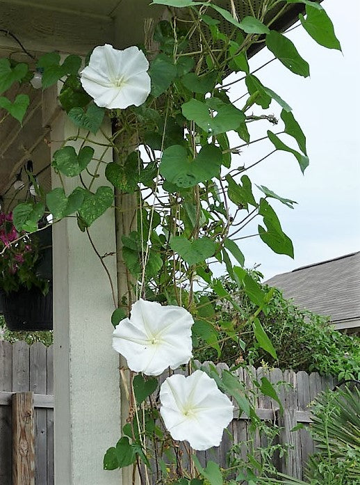 Moonflower Vine Seeds