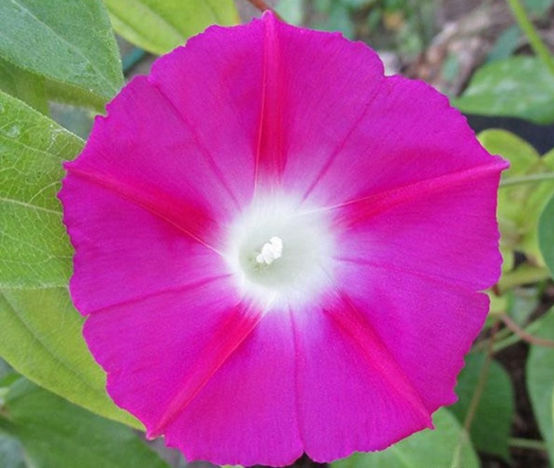Morning Glory Crimson Rambler Heirloom Seeds