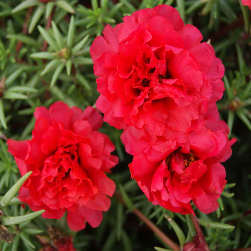 Moss Rose Red Bloom Seeds, Portulaca Grandiflora Red