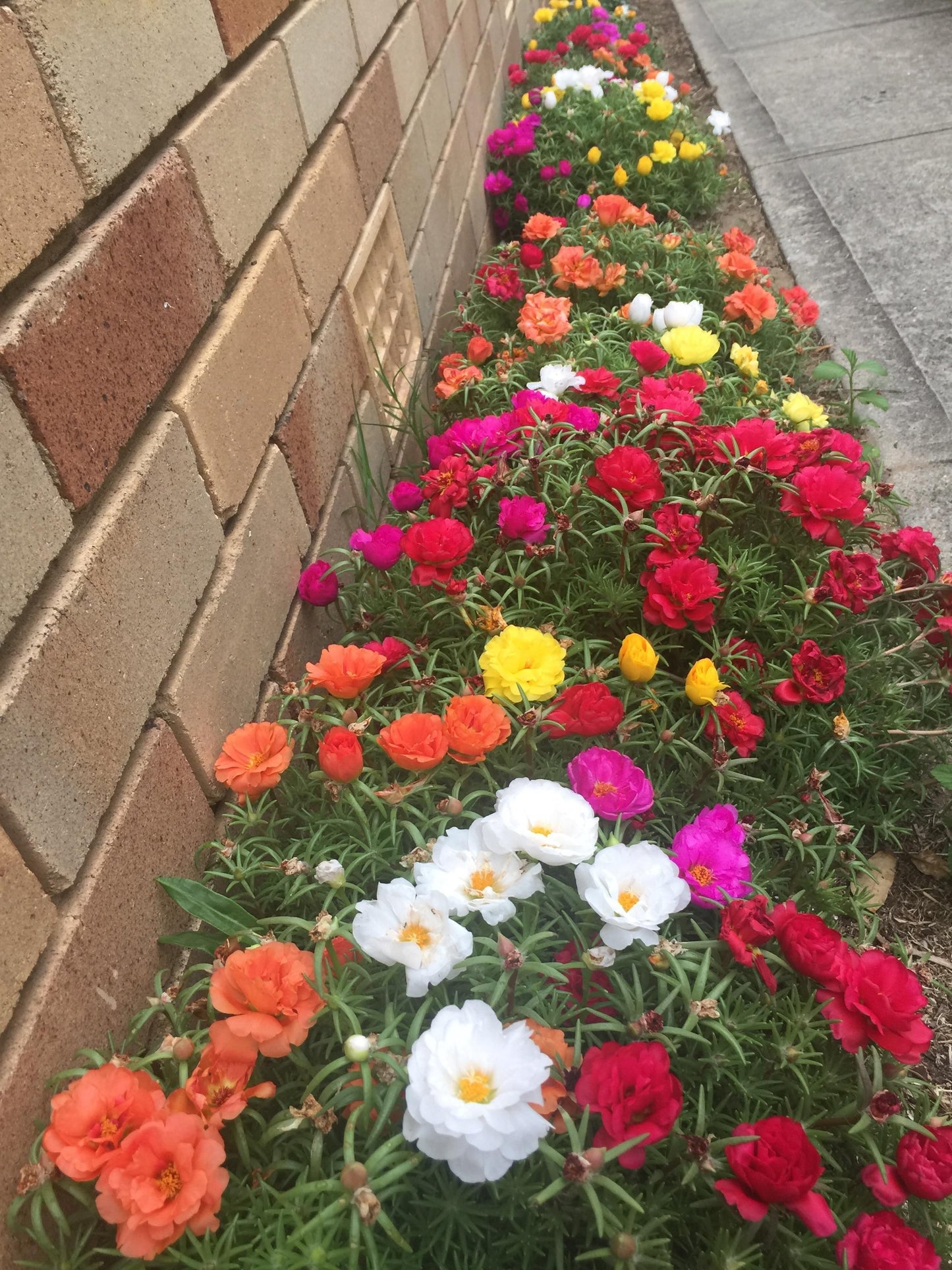 Moss Rose Red Bloom Seeds, Portulaca Grandiflora Red