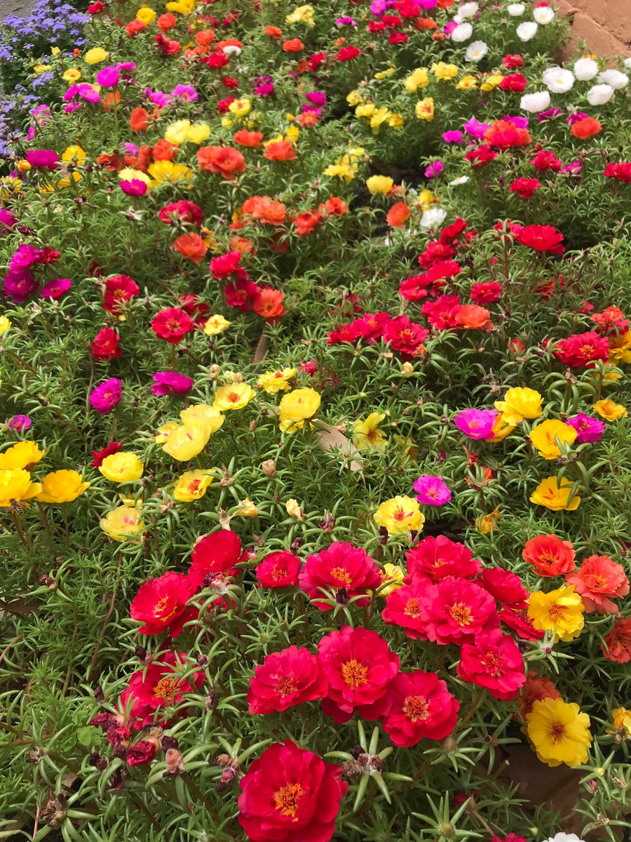 Moss Rose Mixed Color Bloom Seeds