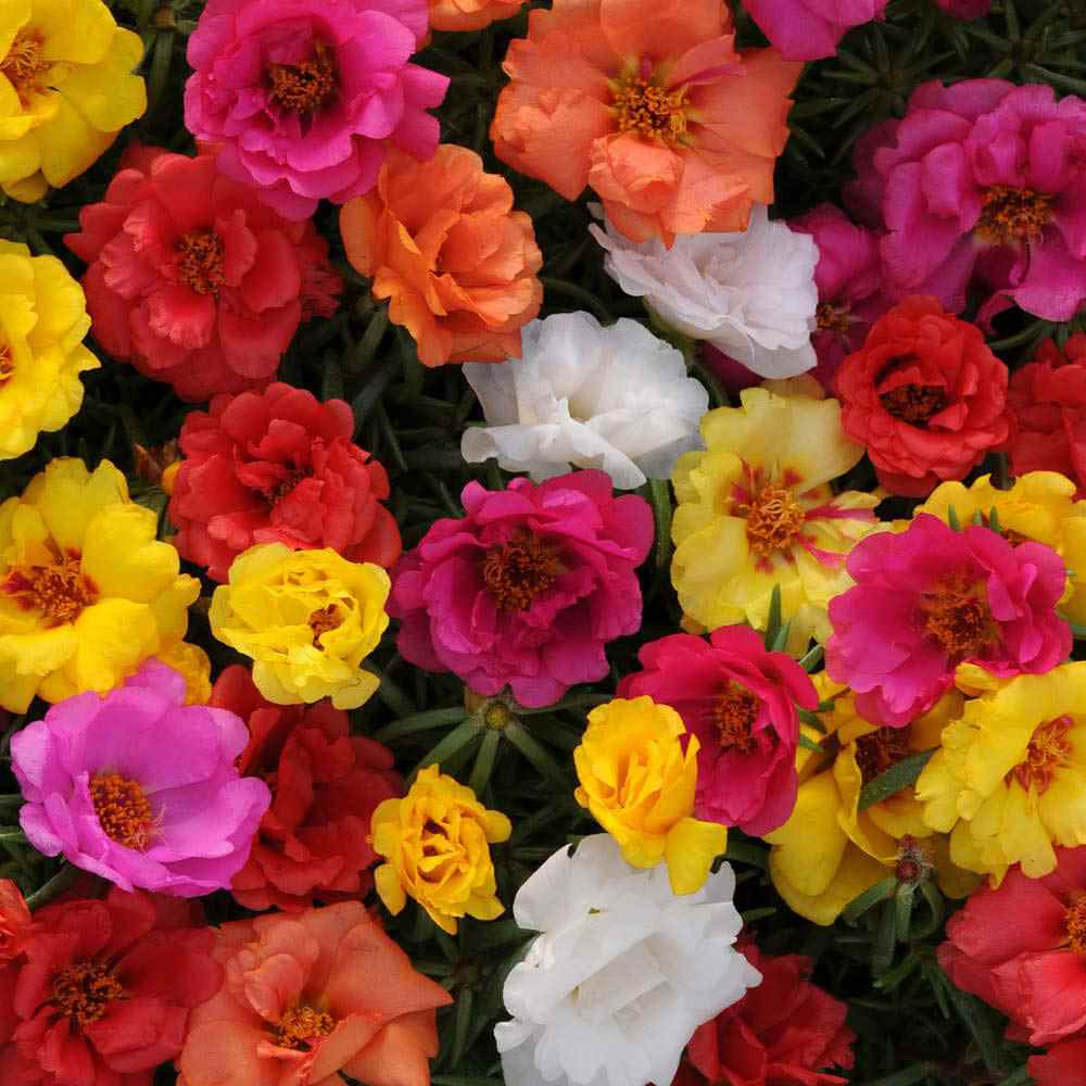 Moss Rose Mixed Color Bloom Seeds