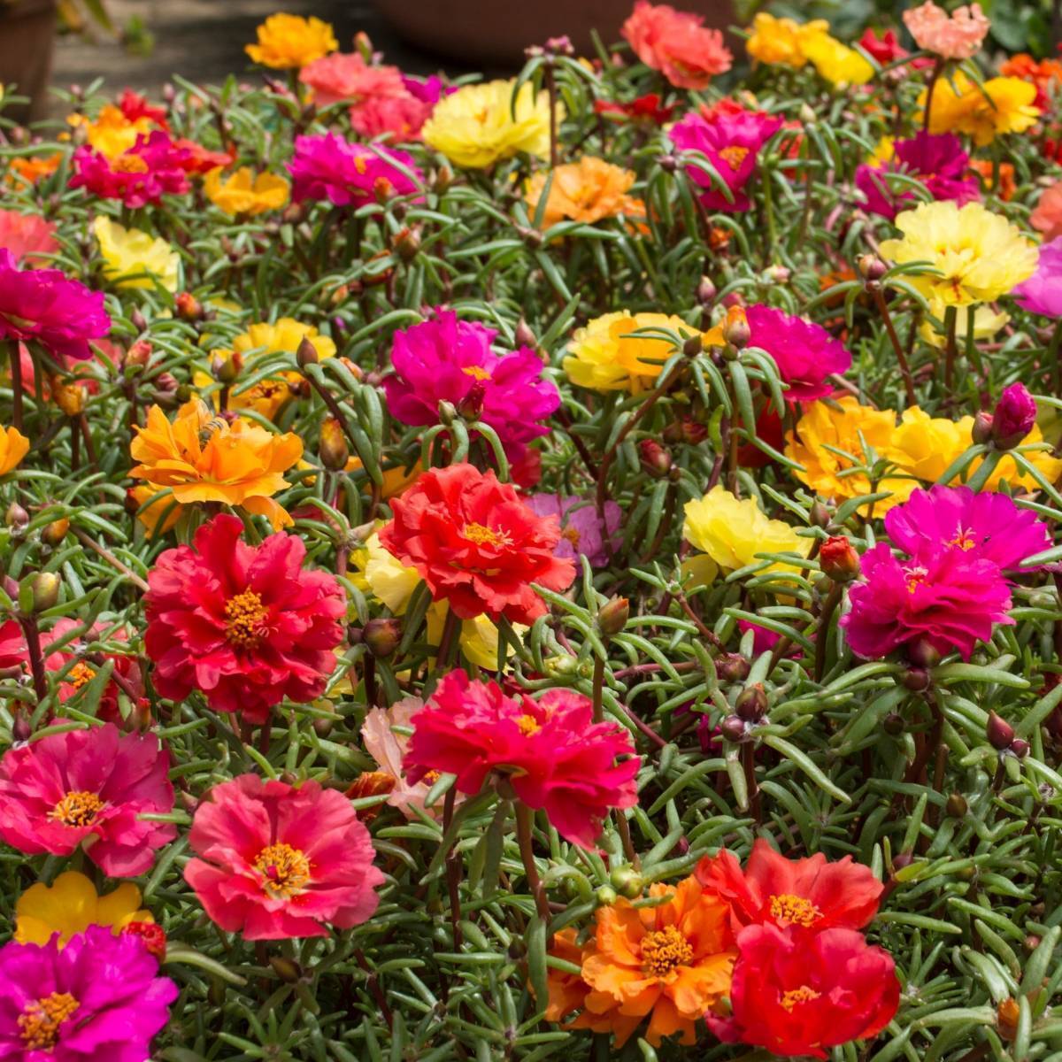 Moss Rose Red Bloom Seeds, Portulaca Grandiflora Red