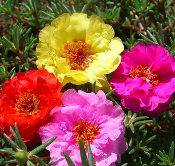 Moss Rose Mixed Color Bloom Seeds