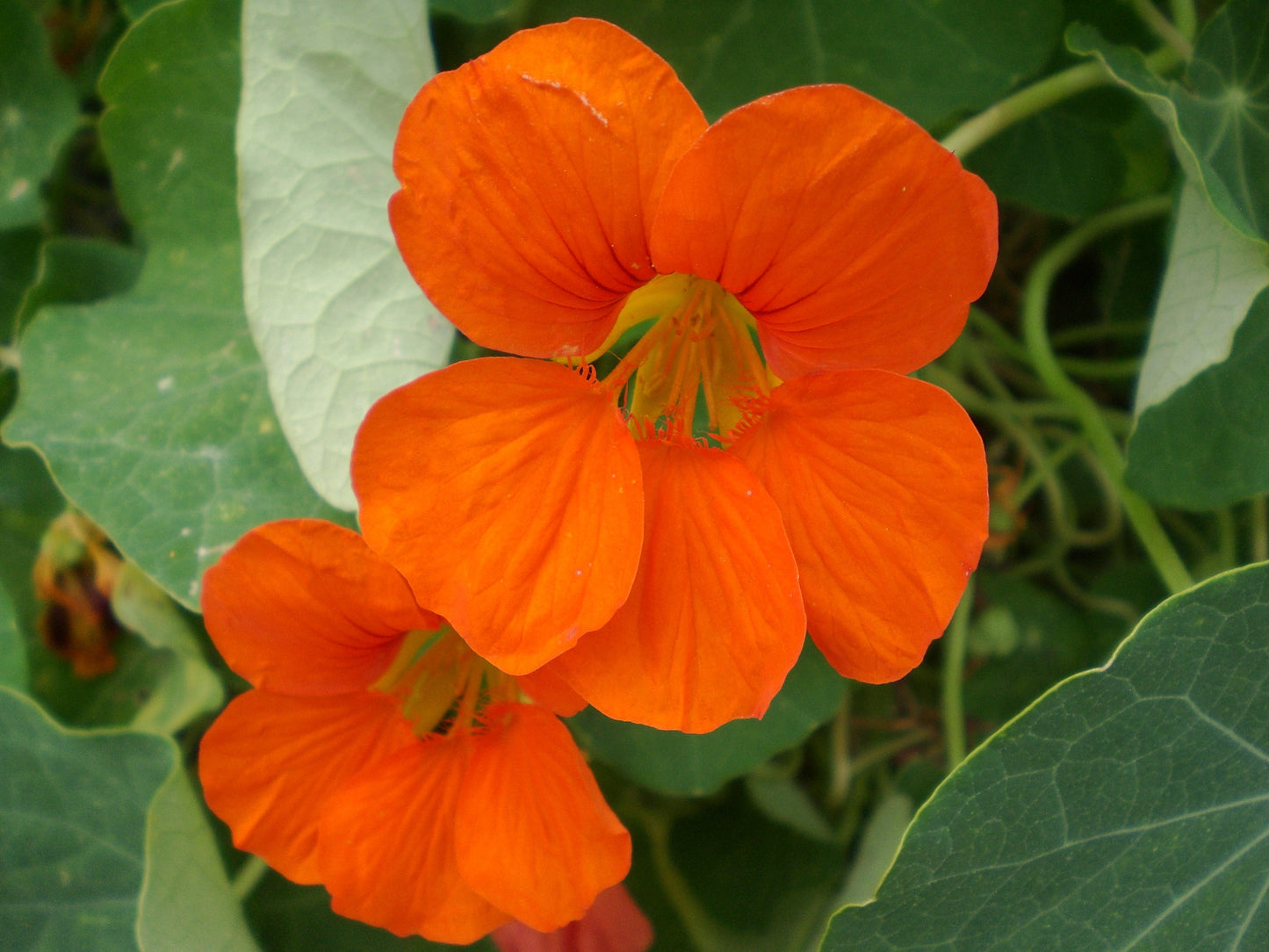 New Gardener Vegetable Starter Kit