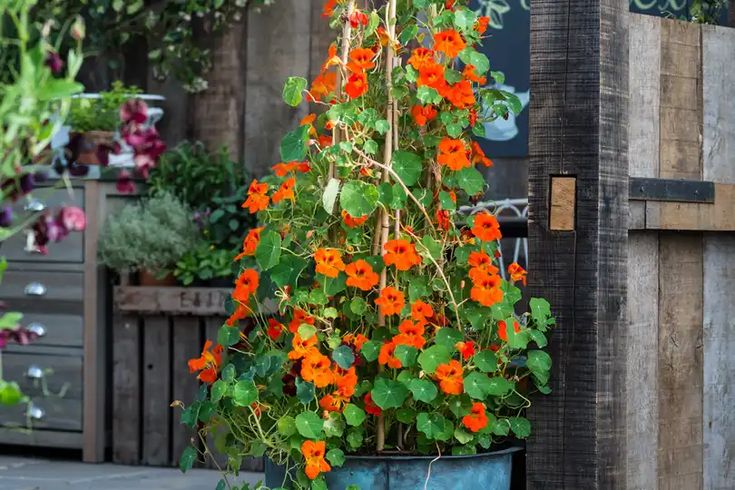 Nasturtium Orange Double Gleam Trailing Seeds