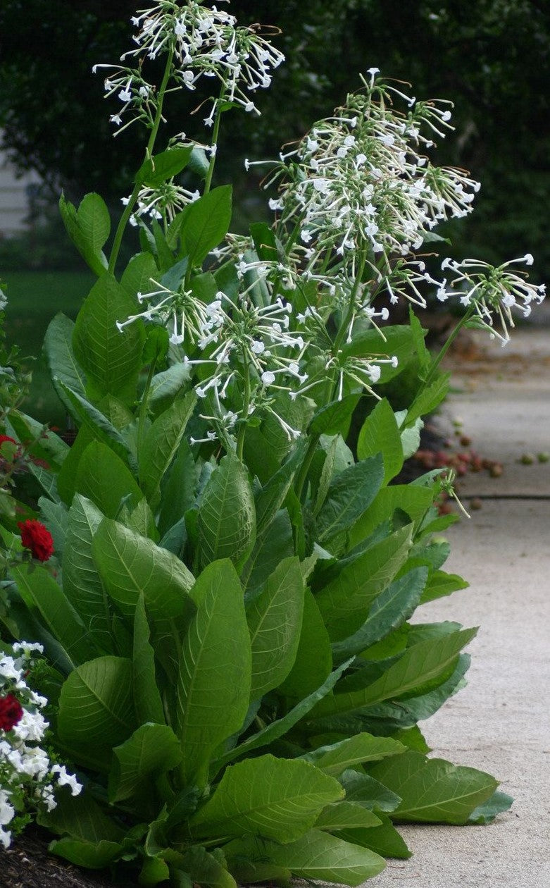 Night Scented Tobacco