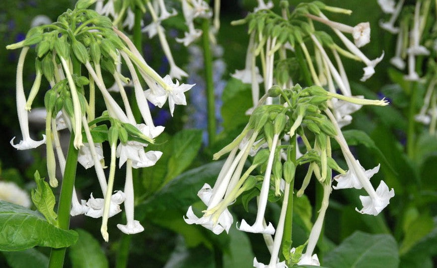 Night Scented Tobacco