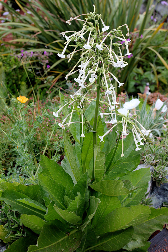 Night Scented Tobacco