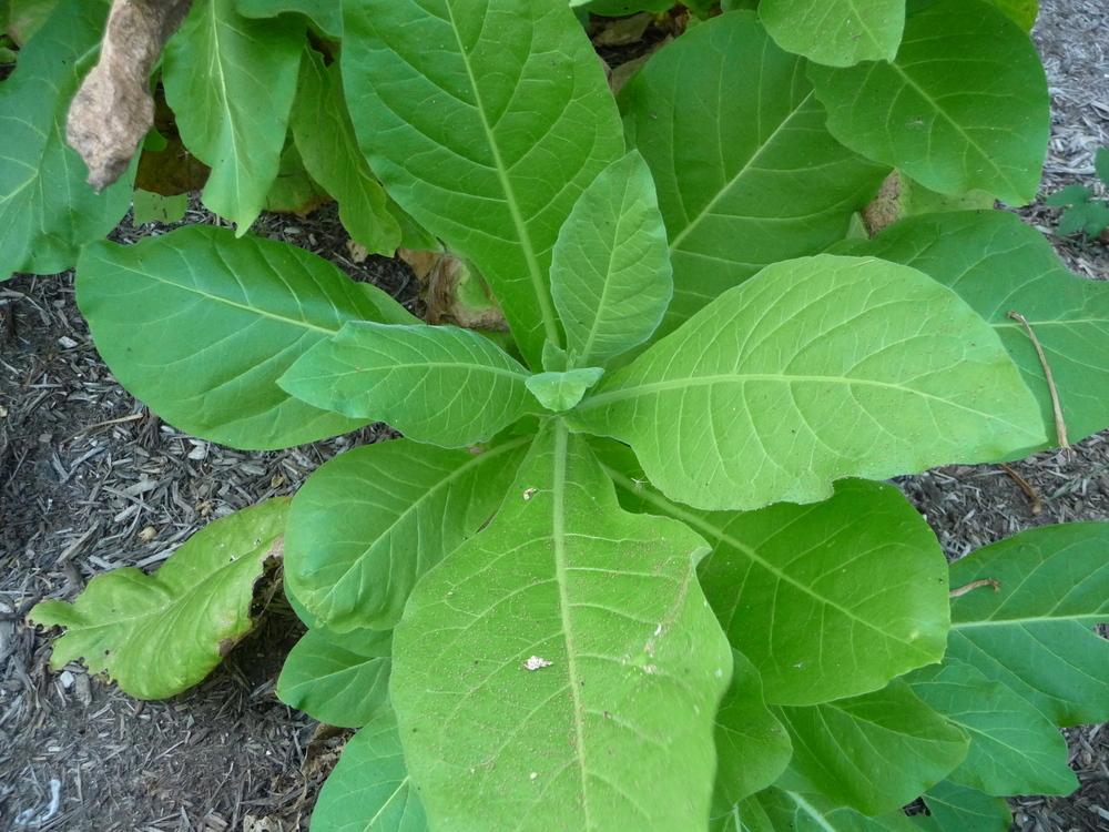 Night Scented Tobacco