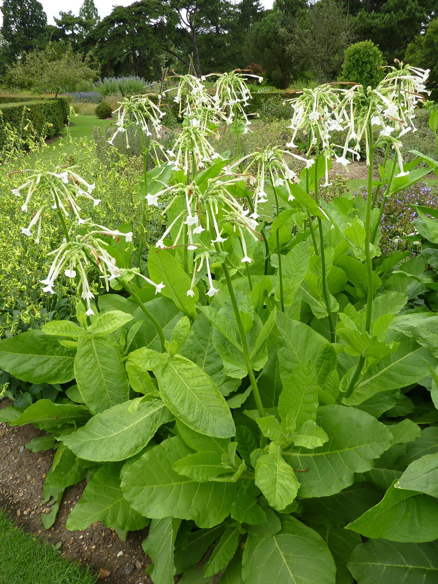 Night Scented Tobacco
