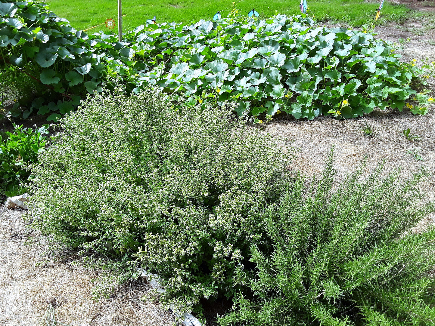 Oregano Greek Herb Seeds