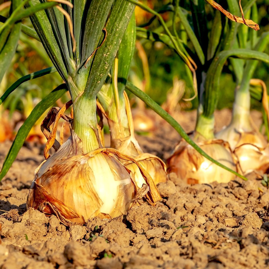 Onion, Heirloom Texas Early Grano Onion Seeds