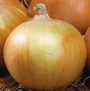 Onion, Heirloom Texas Early Grano Onion Seeds