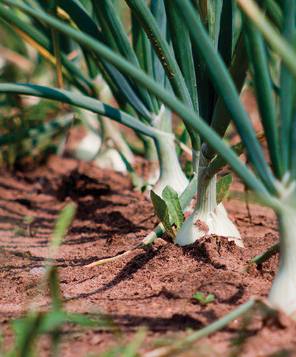 Onion, Heirloom Texas Early Grano Onion Seeds