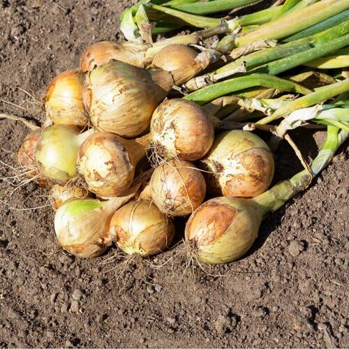 Onion, Heirloom Texas Early Grano Onion Seeds
