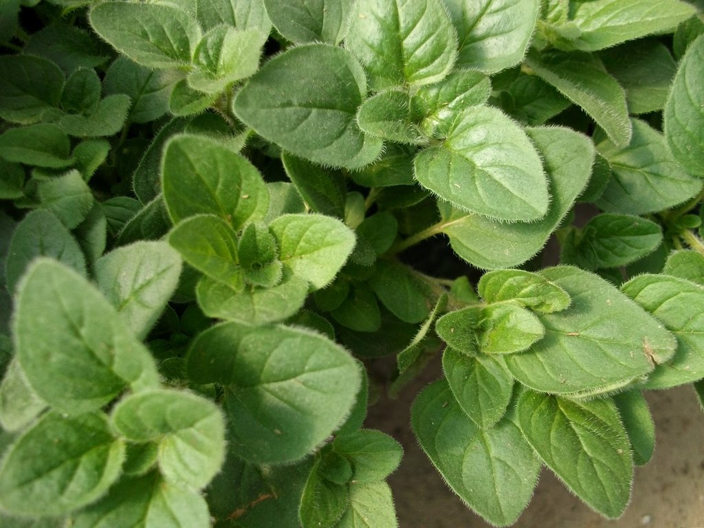 Oregano Greek Herb Seeds