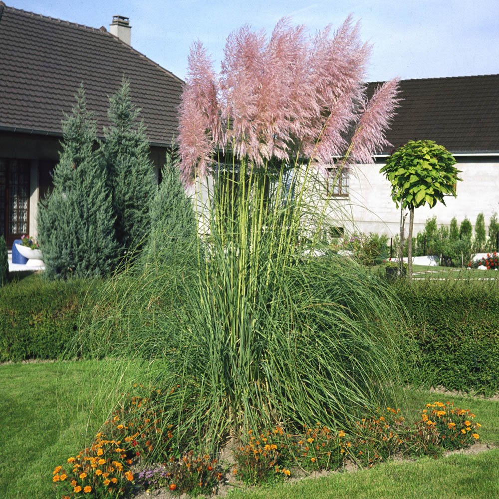 Pink Pampas Ornamental Grass Seeds