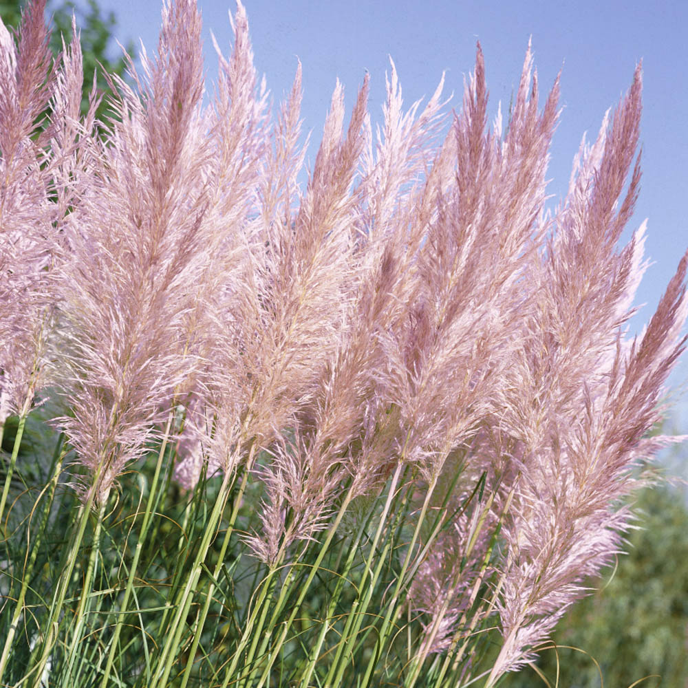 Pink Pampas Ornamental Grass Seeds