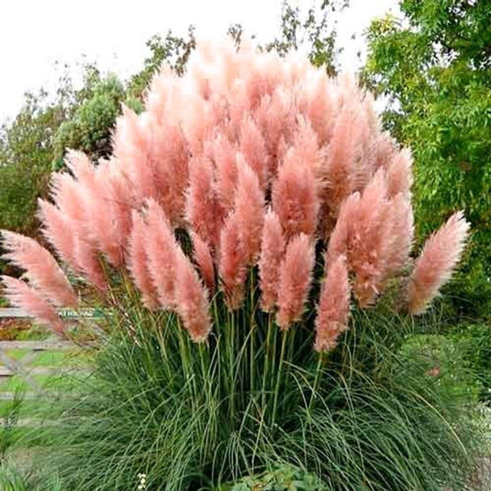 Pink Pampas Ornamental Grass Seeds