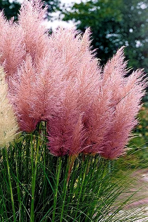 Pink Pampas Ornamental Grass Seeds