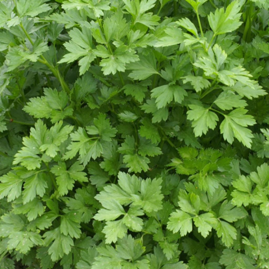 Parsley Seeds, Heirloom Italian Parsley