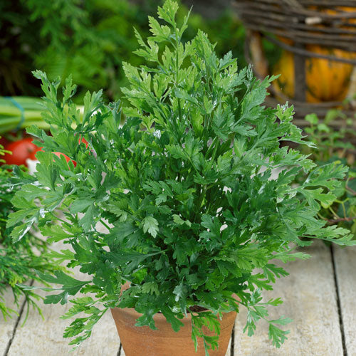 Parsley Seeds, Heirloom Italian Parsley