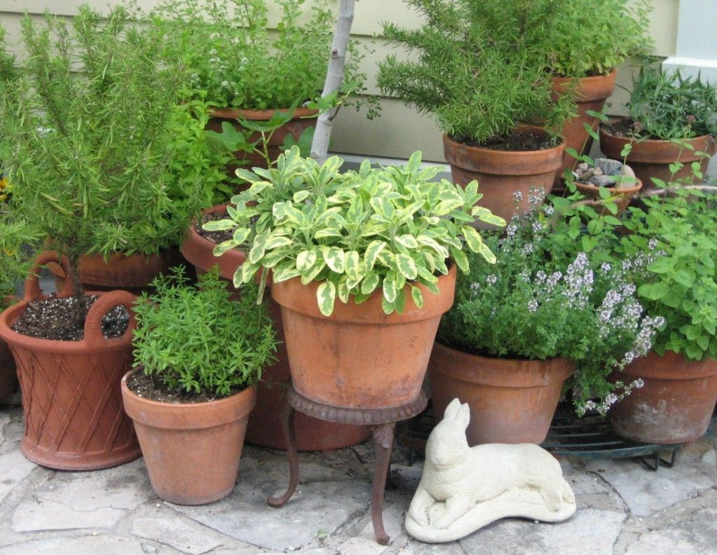 Cilantro Herb Seeds