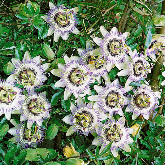Pale Passion Blue Flower Seeds