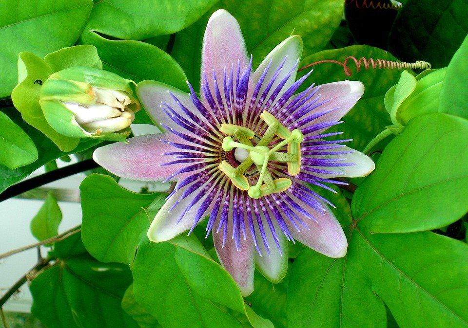 Pale Passion Blue Flower Seeds