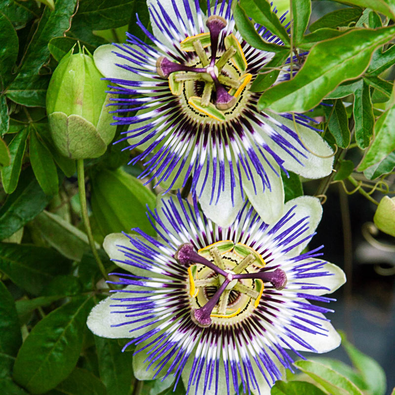 Pale Passion Blue Flower Seeds