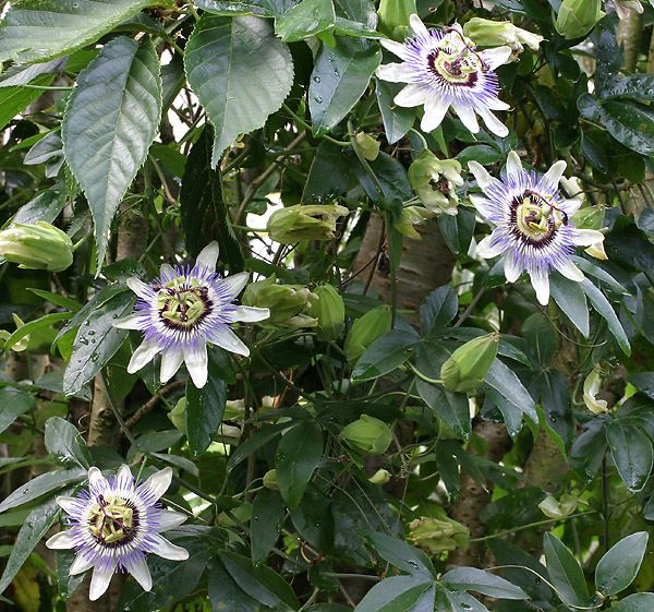 Pale Passion Blue Flower Seeds